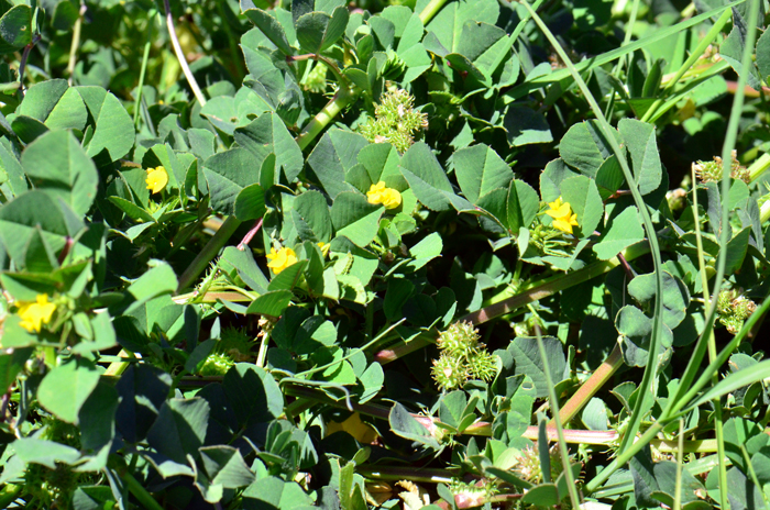 Burclover prefer elevations below 5,000 feet (1,500 m) and grow in chaparral, oak woodland, streambanks, roadsides, disturbed areas, fields, grasslands, pastures, agricultural lands (especially alfalfa fields) and lawns. Medicago polymorpha 